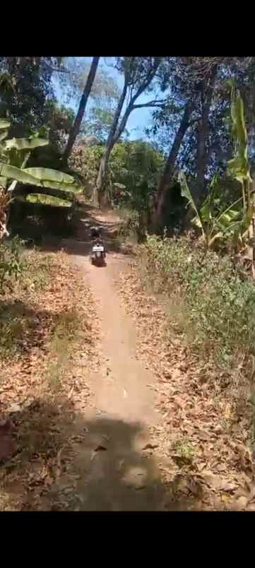 tanah sawah produktiv dua kali panen