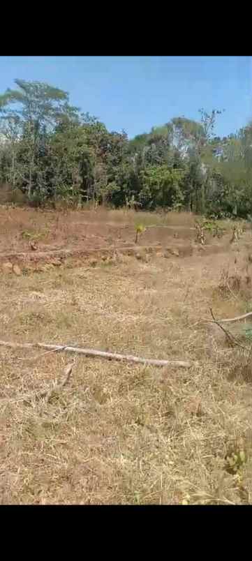 tanah sawah produktiv dua kali panen