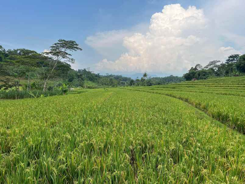 tanah sawah subur 2200m mojogedang karanganyar