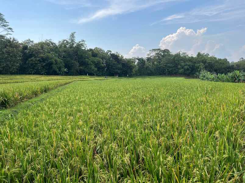 tanah sawah subur 2200m mojogedang karanganyar