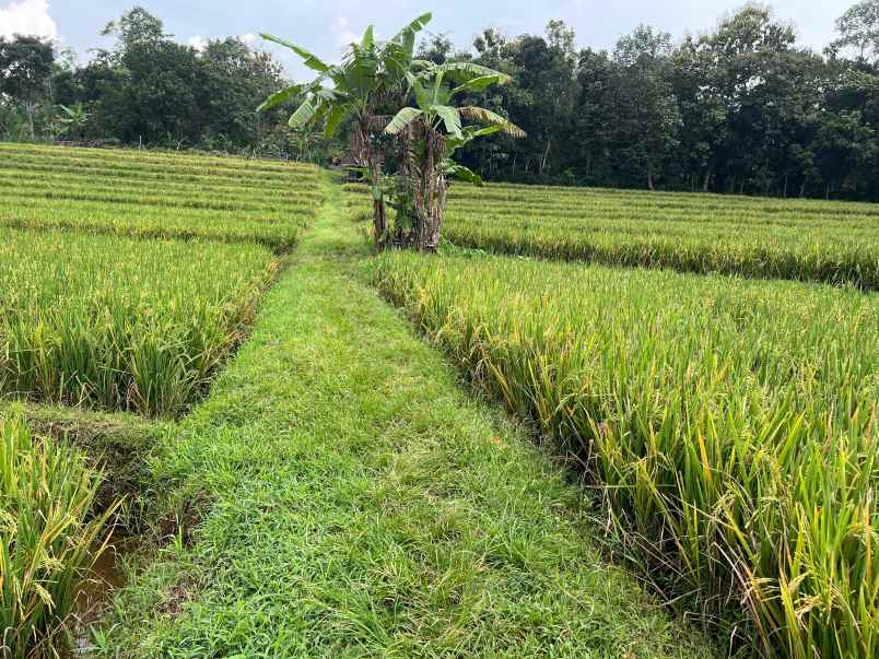 tanah sawah subur 2200m mojogedang karanganyar