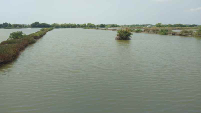 tanah tambak strategis dekat kota indramayu