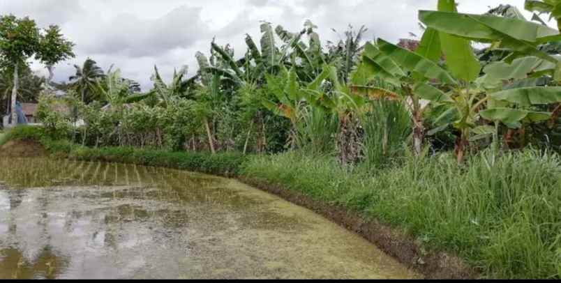 tanah view sawah di tegallalang ubud bali