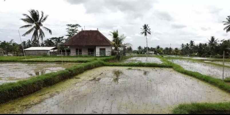 tanah view sawah di tegallalang ubud bali