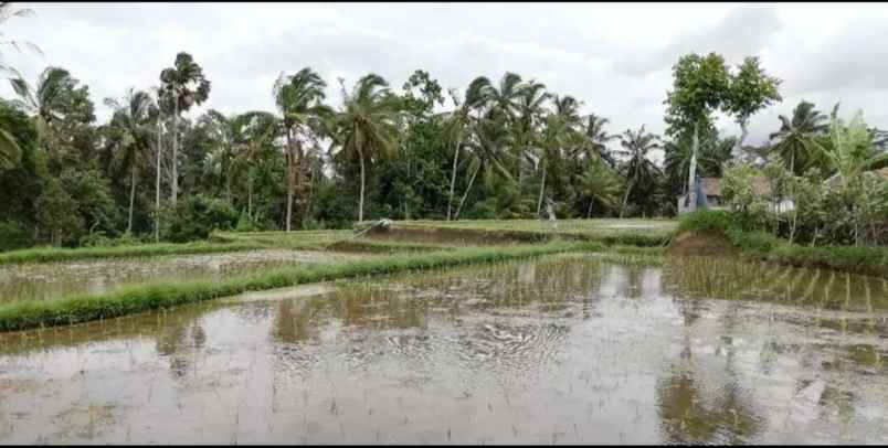 tanah view sawah di tegallalang ubud bali