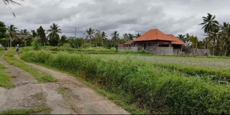 tanah view sawah di tegallalang ubud bali