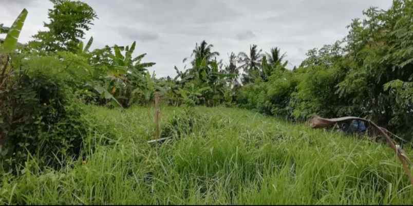 tanah view sawah di tegallalang ubud bali