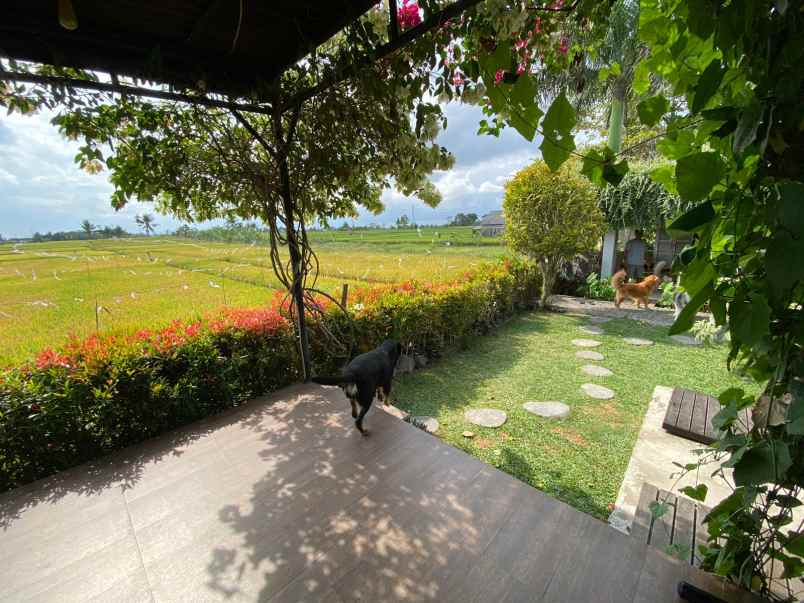 villa kaba kaba tabanan view sawah dan sunset