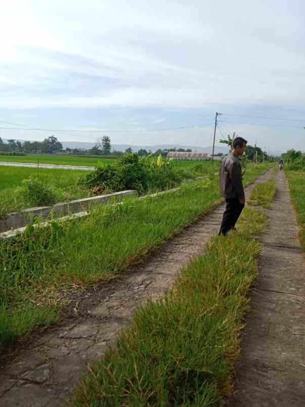 dijuak tanah sawah siap milik