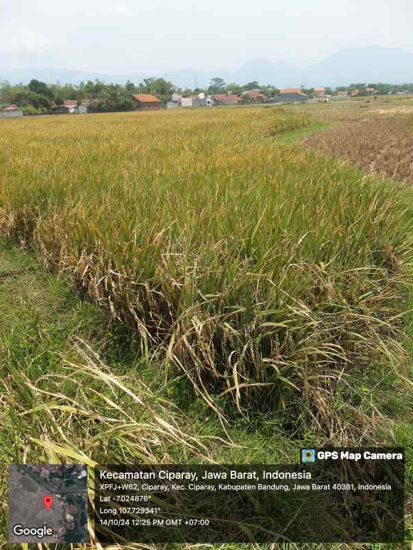 dijual cepat murah sawah produktif