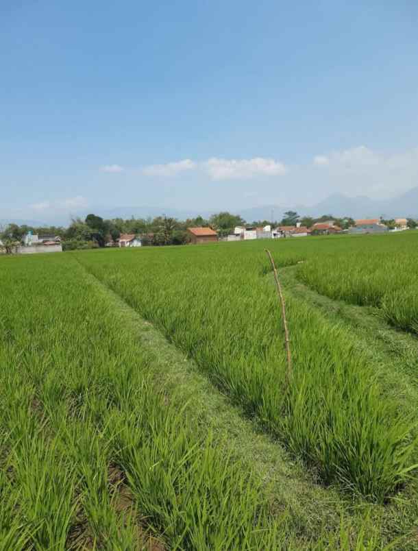 dijual cepat murah sawah produktif