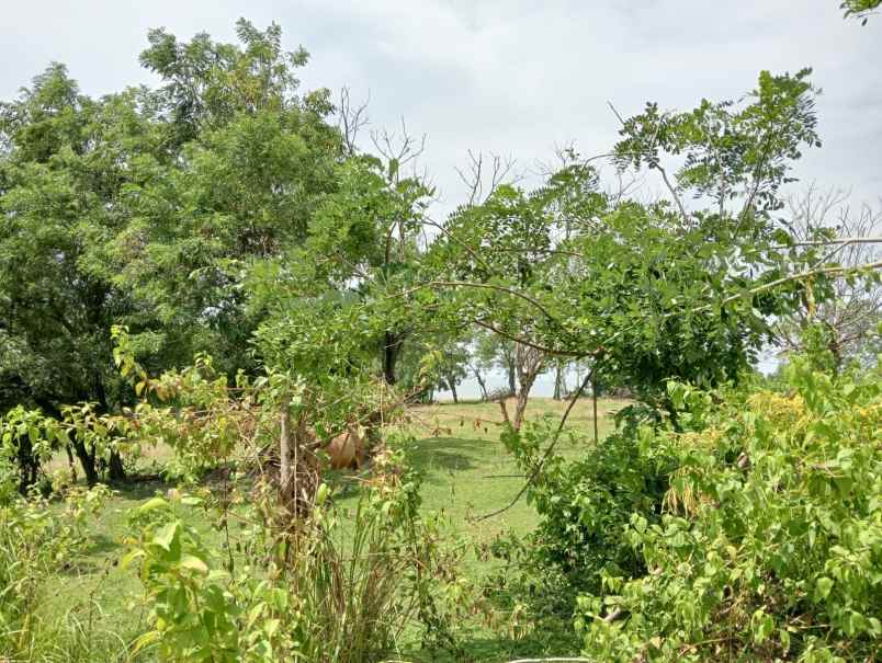 dijual tanah balian beach selemadeg