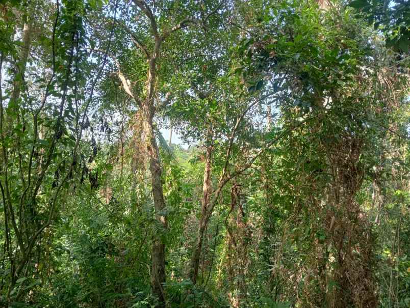 dijual tanah batuaji kerambitan tabanan