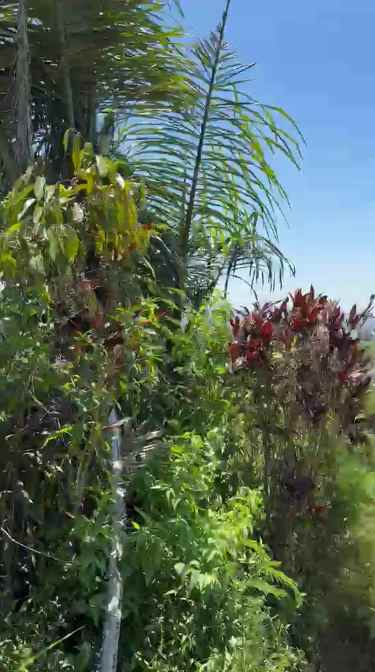 dijual tanah desa antapan kec baturiti