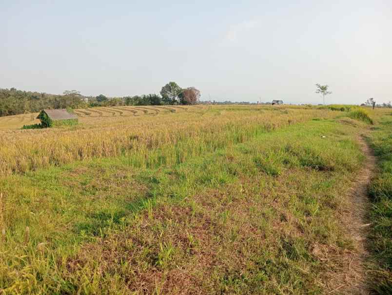 dijual tanah desa berembeng kec