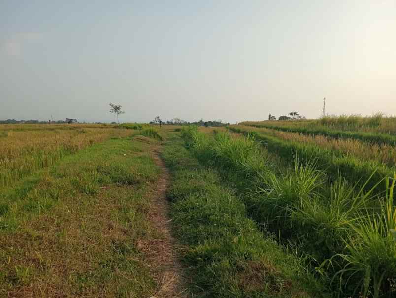 dijual tanah desa berembeng kec