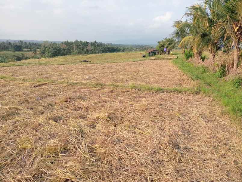 dijual tanah desa berembeng kec