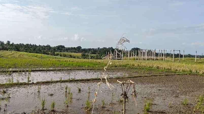 dijual tanah desa berembeng selemadeg