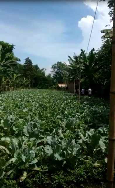 dijual tanah desa pangauban kecamatan