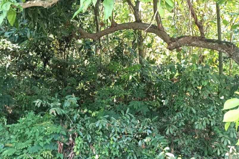 dijual tanah desa tebel kecamatan