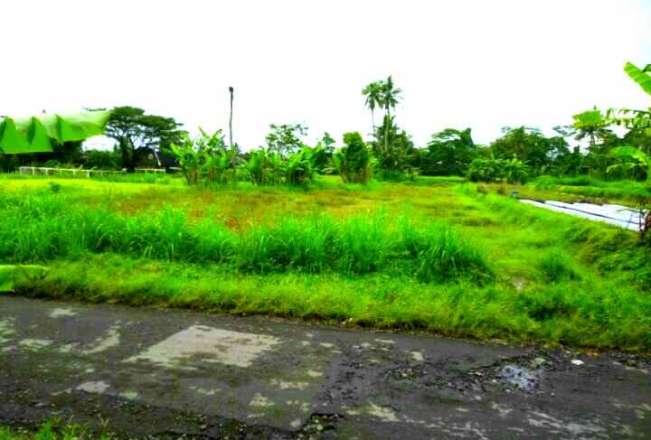 dijual tanah dijual tanah area sawah di