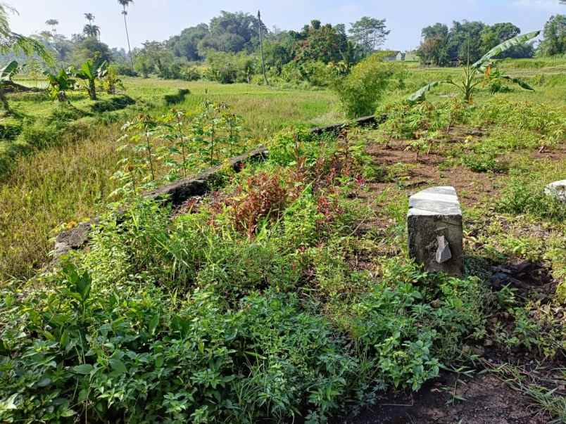 dijual tanah jalan sukasari kabupaten