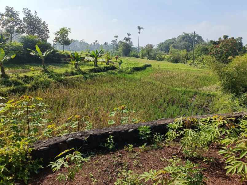 dijual tanah jalan sukasari kabupaten