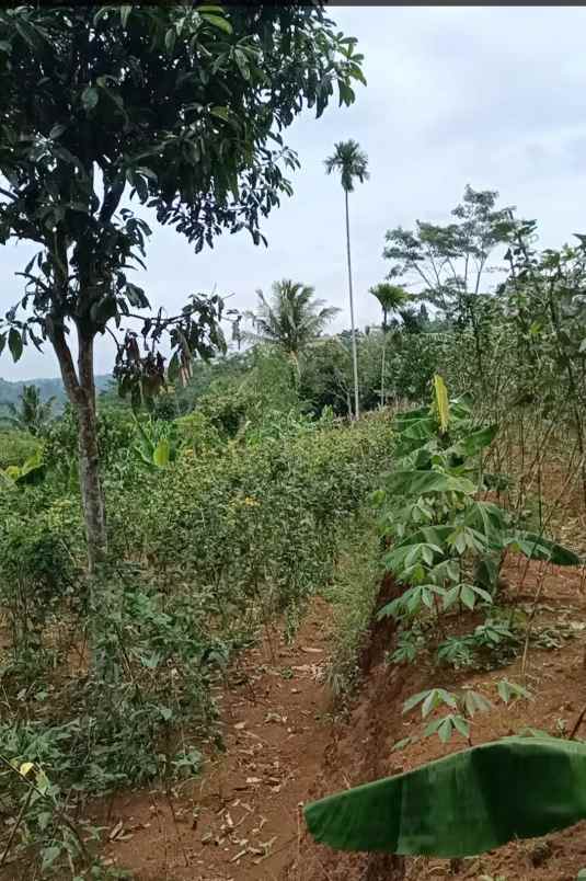 dijual tanah kebun di ciambar parungkuda sukabumi