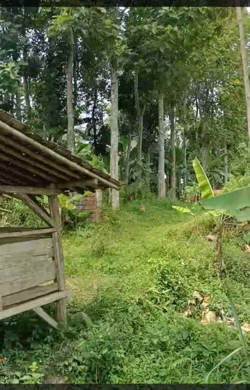 dijual tanah kebun di ciambar parungkuda sukabumi