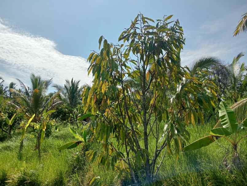 dijual tanah kebun durian murah tempat strategis