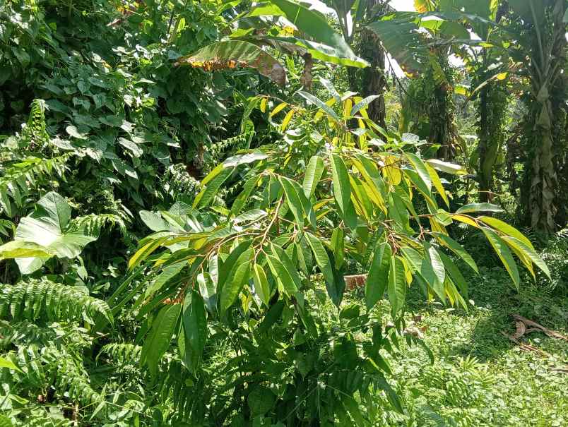 dijual tanah kebun durian murah tempat strategis