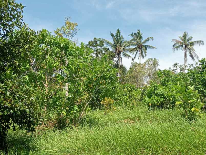 dijual tanah kebun durian murah tempat strategis