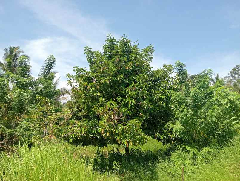 dijual tanah kebun durian murah tempat strategis