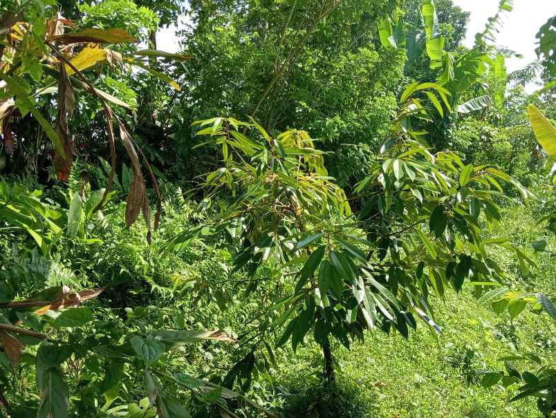 dijual tanah kebun durian murah tempat strategis