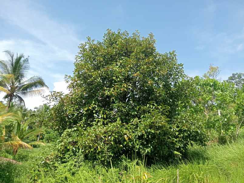 dijual tanah kebun durian murah tempat strategis