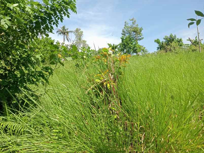 dijual tanah kebun durian murah tempat strategis