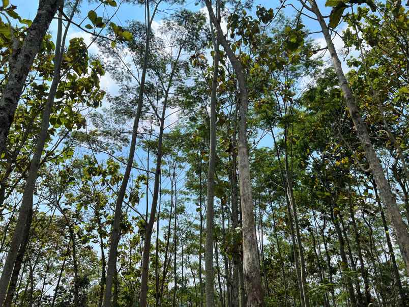 dijual tanah kebun jati karangpandan karanganyar