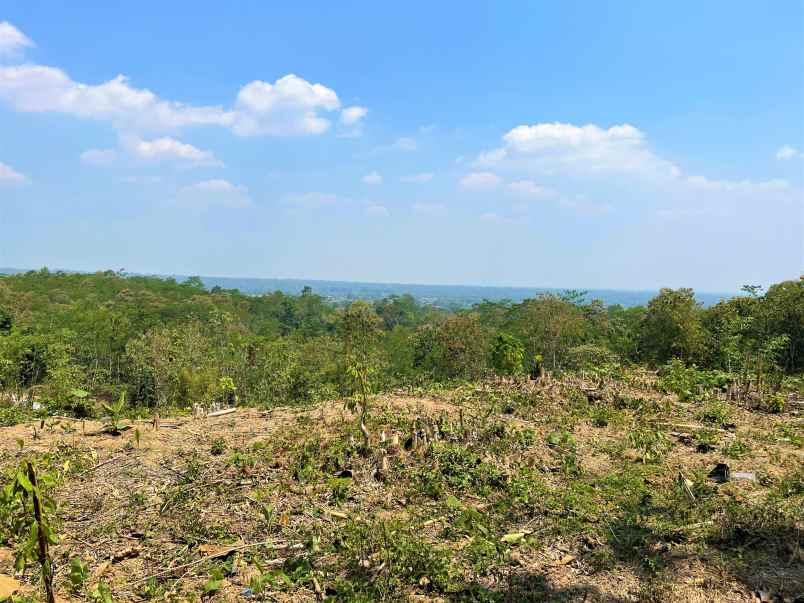 dijual tanah kebun jati karangpandan karanganyar