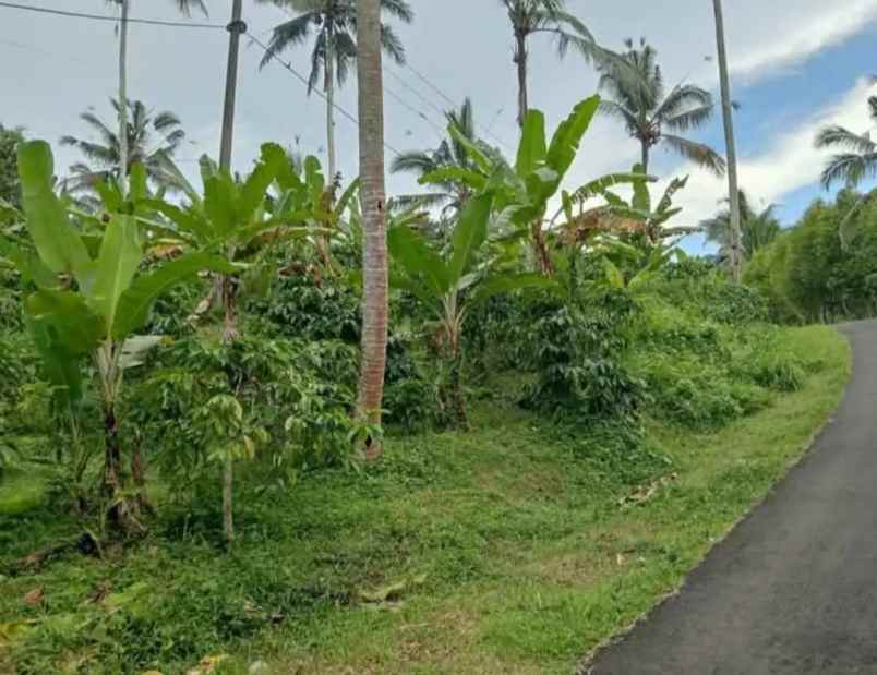 dijual tanah kebun los sungai murah tempat strategis