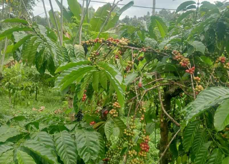 dijual tanah kebun los sungai murah tempat strategis