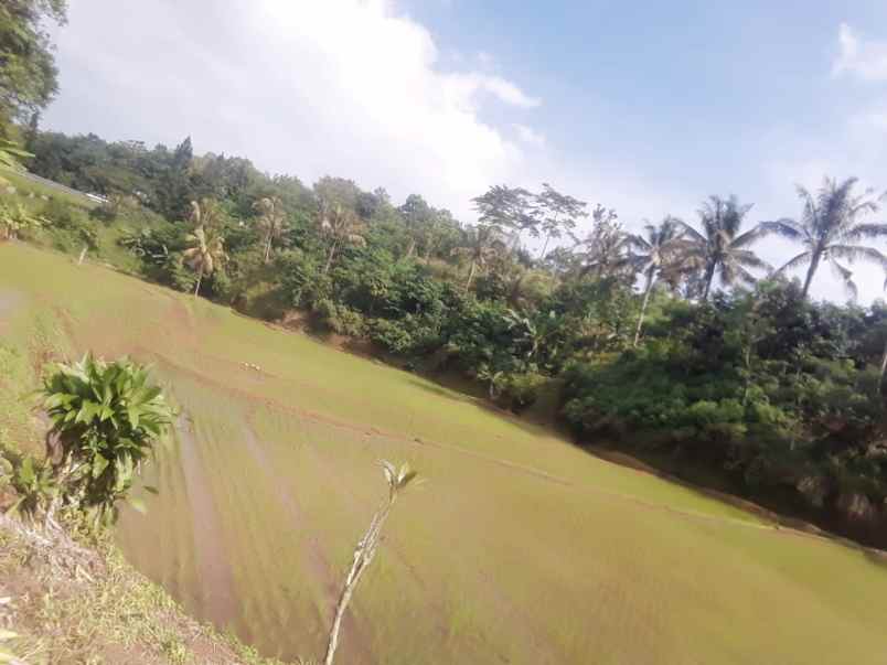 dijual tanah kp cipeuti ds tenjo laut