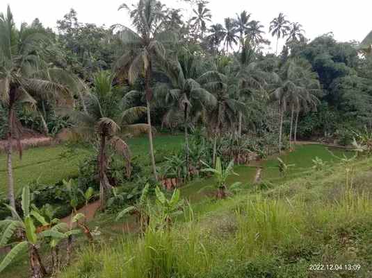 dijual tanah kp cisela