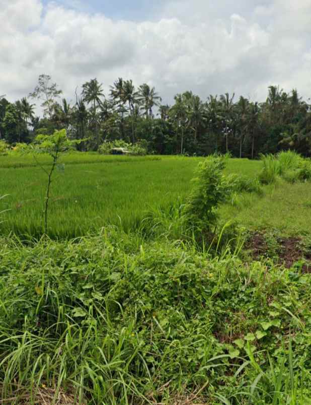 dijual tanah pejeng gianyar bali