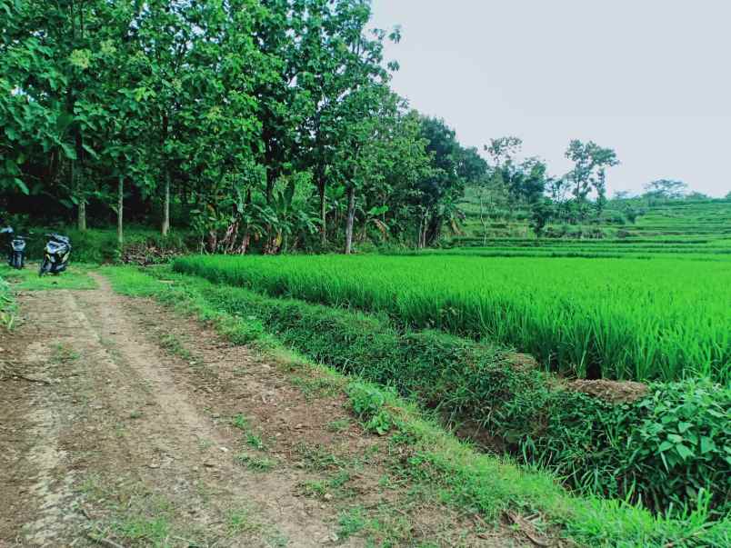 dijual tanah sawah 2805m2 kerjo karanganyar