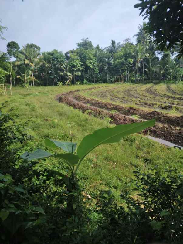 dijual tanah sawah kering dekat pemukiman bawen