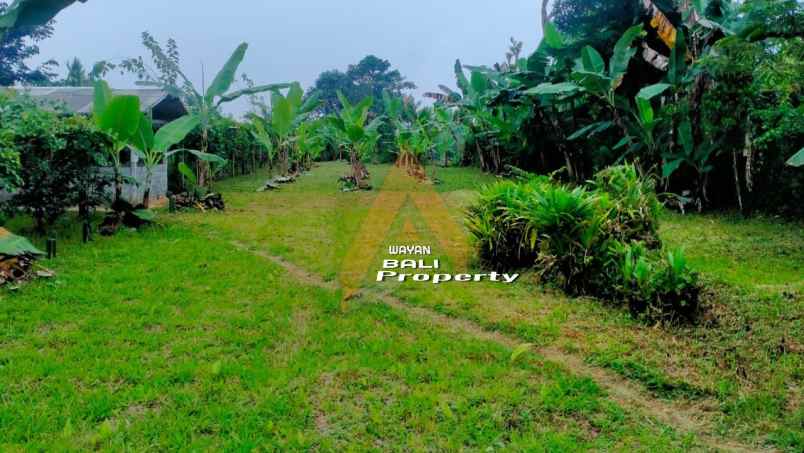 jual tanah 2780m2 bonus rumah di baturiti bedugul