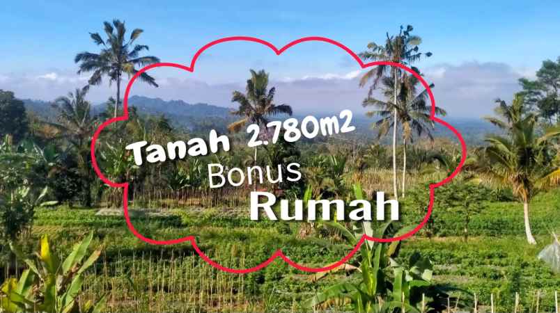 jual tanah 2780m2 bonus rumah di baturiti bedugul