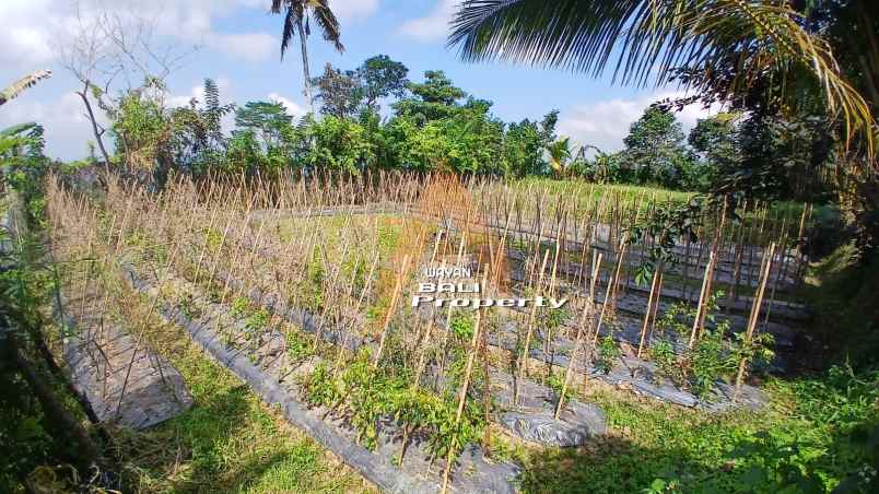 jual tanah 2780m2 bonus rumah di baturiti bedugul