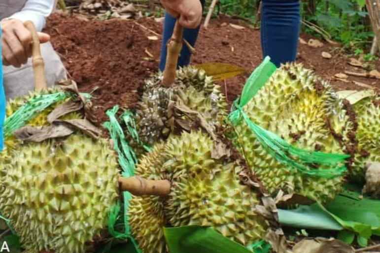 jual tanah kebun durian murah