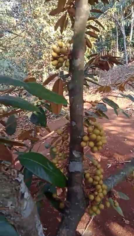 jual tanah kebun durian murah